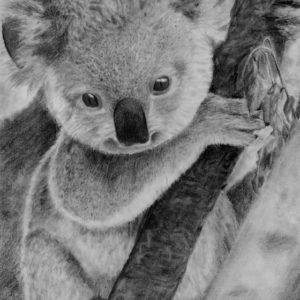 Koala Pencil Drawing