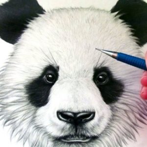 Panda Drawing Realistic