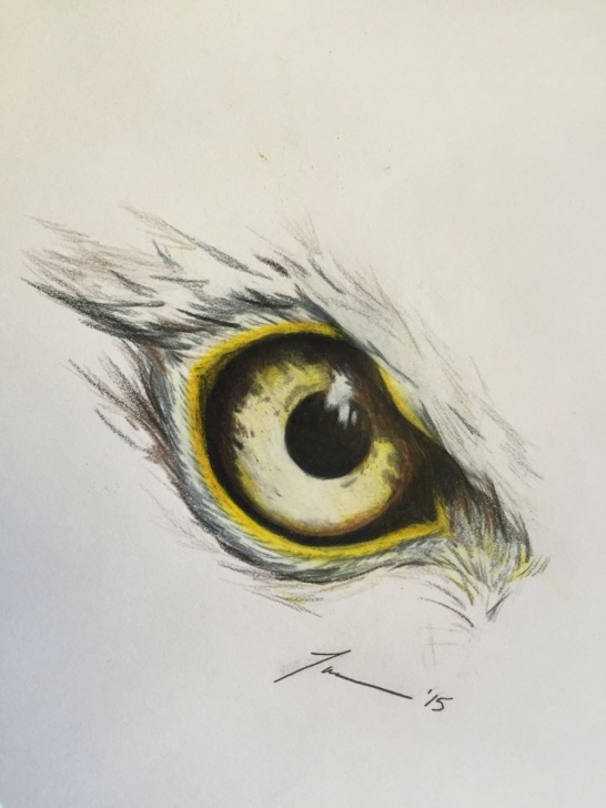 Stunning Pencil Crayon Drawings Ideas Eagle Eye - Tara Hall - 2015 Medium: Pencil Crayon | Drawings In Pictures