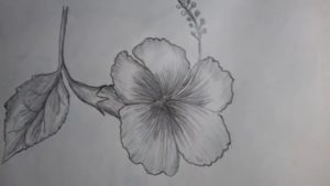 Stunning Pencil Sketch Of Hibiscus Flower Easy How To Draw A Hibiscus Flower With Pencil Shading (জবা) Pic