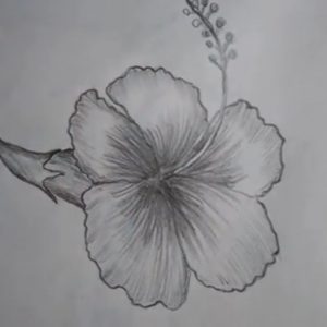 Pencil Sketch Of Hibiscus Flower