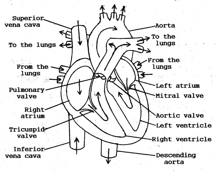 Stunning Pencil Sketch Of Human Heart Step by Step Human Heart Sketch Images At Paintingvalley | Explore Collection Images