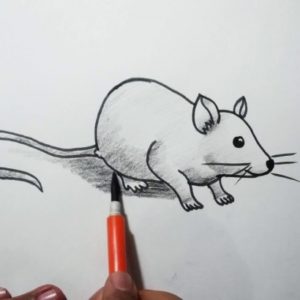 Rat Pencil Drawing
