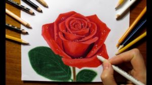 Stunning Rose Color Pencil Drawing Ideas Drawing A Rose With Colored Pencils Photo