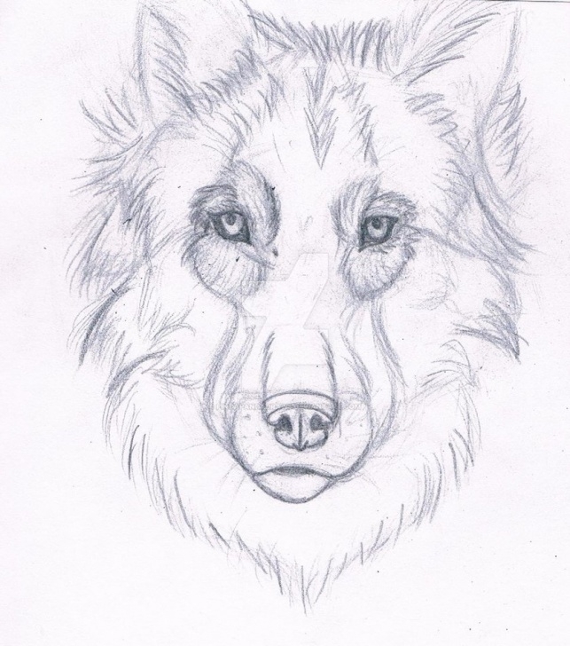 Stunning Wolf Pencil Art Free Wolf Pencil Drawing By Pindapandadraws On Deviantart Photo