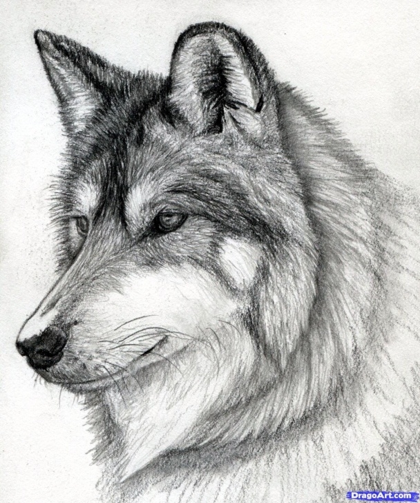 Stunning Wolf Pencil Sketch Simple Sketch A Wolf At Paintingvalley | Explore Collection Of Sketch A Pictures