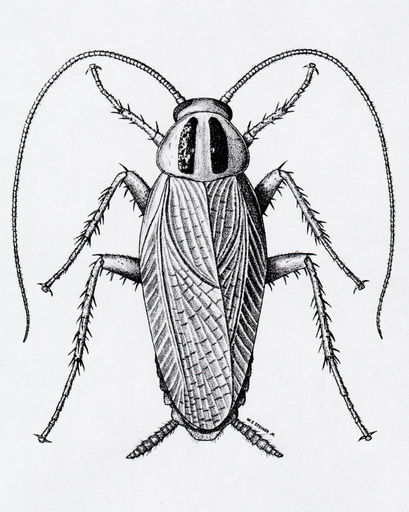 The Best Cockroach Pencil Drawing Step by Step Cockroaches - Insect Drawings Images