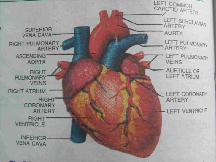 The Best Human Heart Pencil Sketch Techniques for Beginners Grenade Human Heart Drawings In Pencil Heart Pencil Drawing By Pics