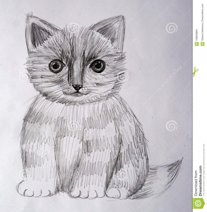 The Best Kitten Pencil Drawing Lessons A Black And White Kitten Is Drawn In Pencil Stock Vector Photos