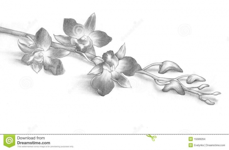 The Best Orchid Pencil Drawing Tutorial Pencil Drawing Of Orchid Flowers Stock Images - Image: 15589264 Images