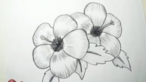 The Best Pencil Shading Flowers Courses How To Draw Hibiscus Flowers || Pencil Drawing, Shading For Beginners Pics