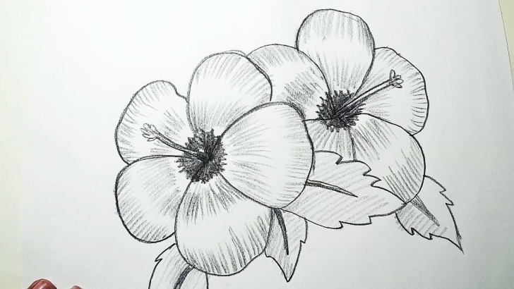 The Best Pencil Shading Flowers Courses How To Draw Hibiscus Flowers || Pencil Drawing, Shading For Beginners Pics