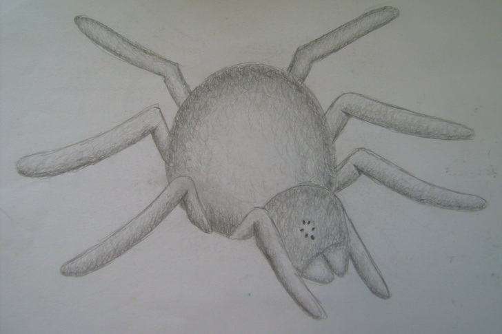 The Best Spider Pencil Drawing Lessons File:pencil Drawing - Spider - Wikimedia Commons Pictures