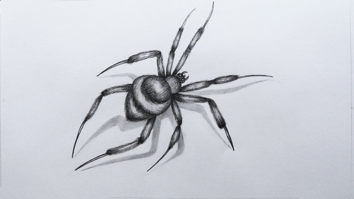 The Best Spider Pencil Drawing Techniques How To Sketch A Spider Pictures