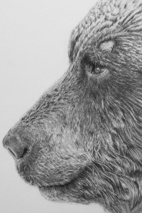 The Complete Bear Pencil Drawing Free Pencildrawing - Ussuri Brown Bear On Behance Photo