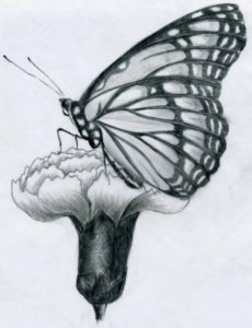 The Complete Butterfly Pencil Art Free Martenator.deviantart | Drawings In 2019 | Butterfly Drawing Photos