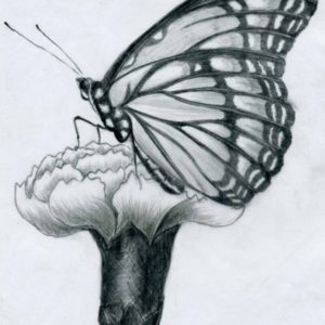 Butterfly Pencil Art