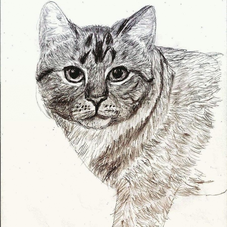 The Complete Cat Pencil Drawing Tutorials Cat Portrait In Pencil By Rhashid Dukes Image