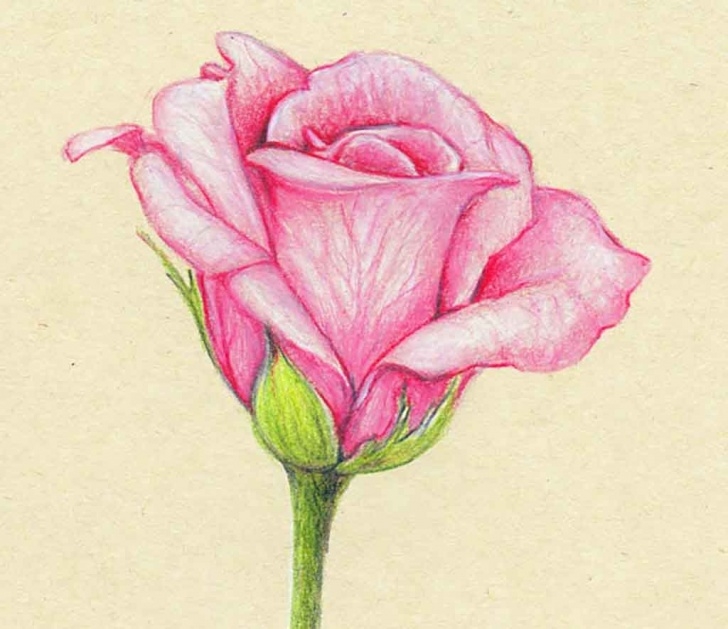 The Complete Colored Pencil Flower Drawings Step by Step Colour Pencil Drawings Flowers And Colored Flower Drawings Colour Image