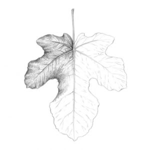 Leaf Drawings In Pencil