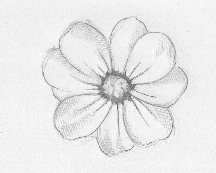 The Complete Pencil Drawings Of Flowers Simple Pencil Drawings Of Flowers And Pencil Drawn Flowers Drawing Flowers Image