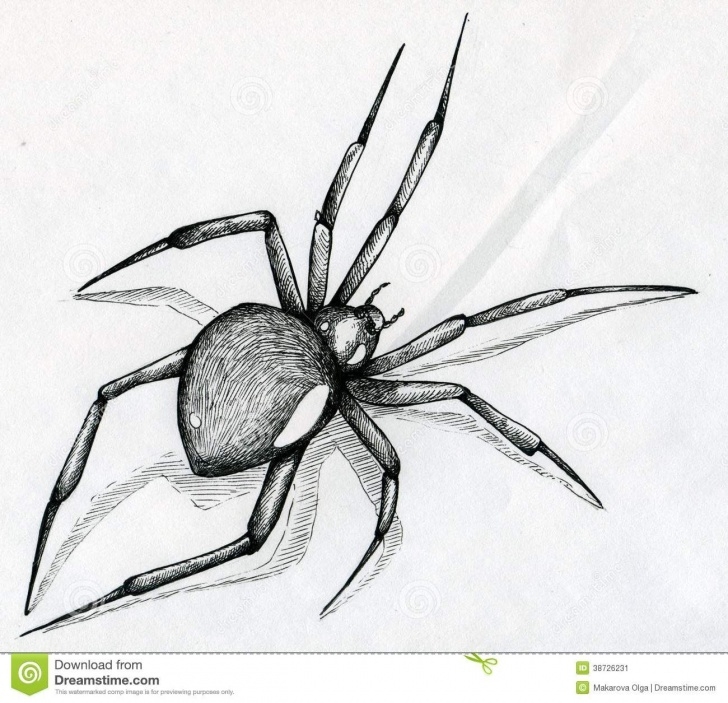 The Complete Spider Pencil Drawing Techniques for Beginners Pinterest Picture