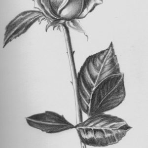 Best Pencil Shading Drawings