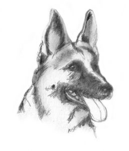 The Most Famous Dog Pencil Sketch Techniques Dog Sketches - Pencil Drawings Of Dogs Image