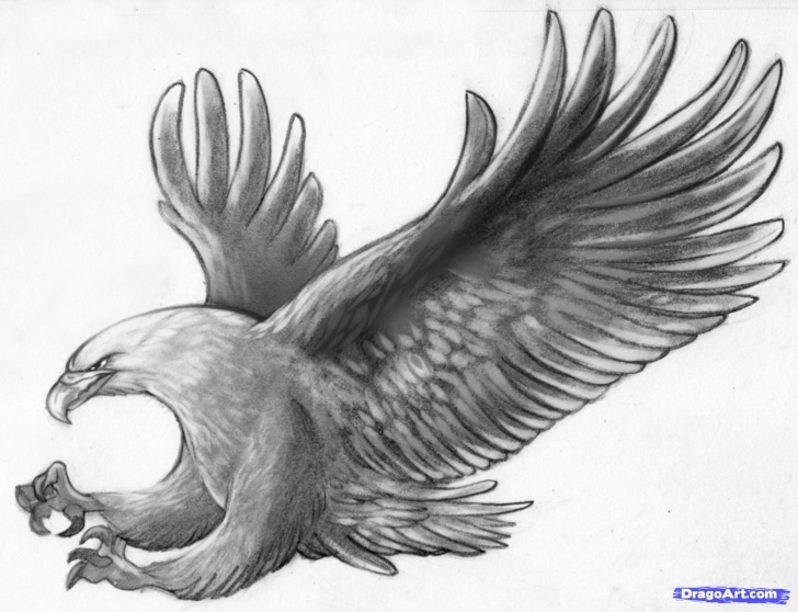 The Most Famous Eagle Pencil Art Simple Flying Eagle Pencil Drawing At Paintingvalley | Explore Images