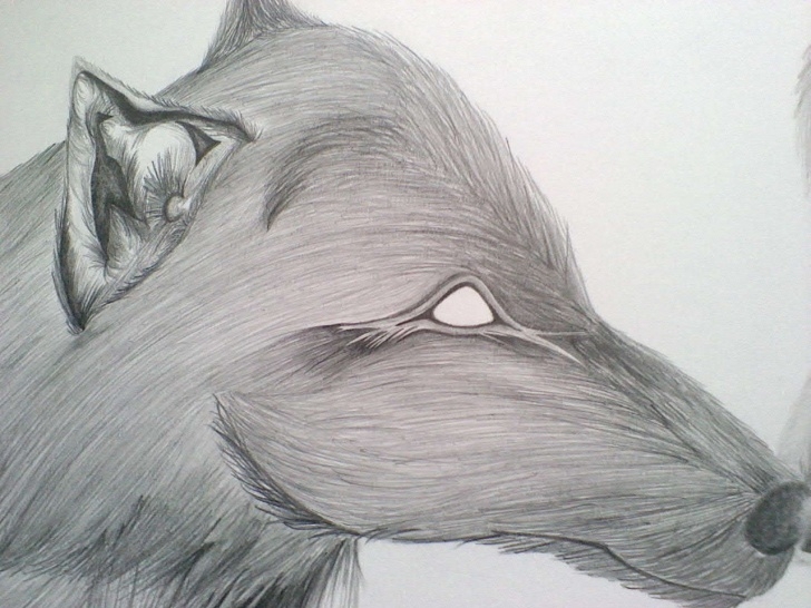 The Most Famous Graphite And Colored Pencil Drawing Tutorial O.o.a.k. Original Graphite And Color Pencil Drawing Dream Wolves From Nocturnal Designs Pics