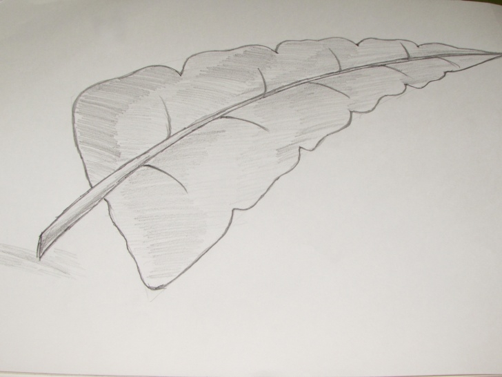 The Most Famous Leaf Drawings In Pencil Techniques How To Draw Or Sketch Of Banana Leaf Using Pencil - Richa Art Club Image