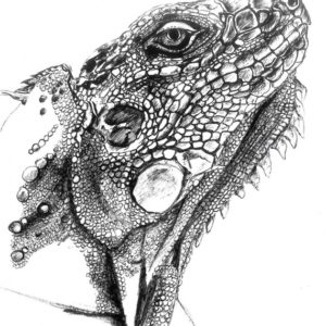 Lizard Pencil Drawing