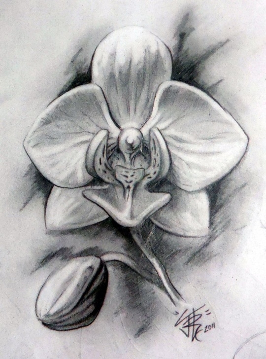 The Most Famous Orchid Pencil Drawing Tutorial Orchid Flower Drawing In Pencil And Orchid Flower Drawing In Pencil Pictures