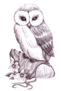 The Most Famous Owl Pencil Drawing Courses Pencil Art Gallery | Pencil Drawings Of Animals Owl Pencil Sketch By Pictures