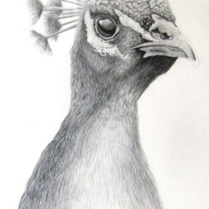 Peacock Pencil Shading