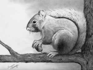 The Most Famous Squirrel Pencil Drawing Tutorials Pin By Ellen Bounds On Squirrels- Sketches | Pencil Drawings Of Photo