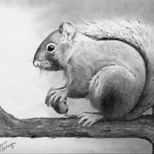 Squirrel Pencil Drawing