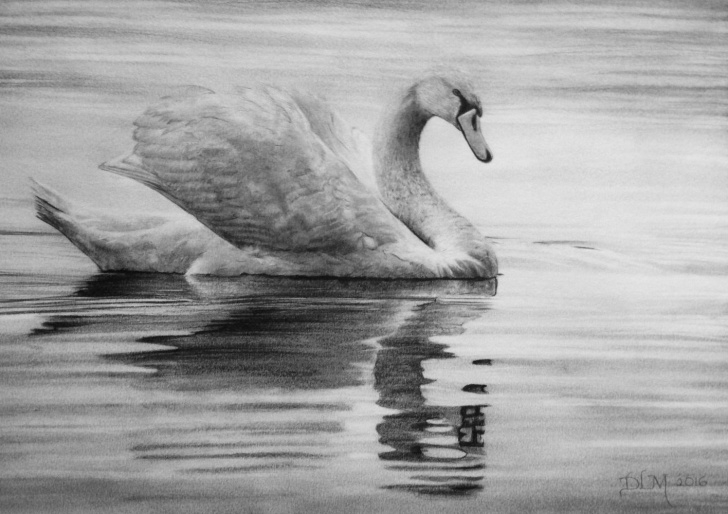The Most Famous Swan Pencil Drawing Tutorial Swan Drawing In Pencil By Diana Moore - New Zealand Artist | Pencil Image