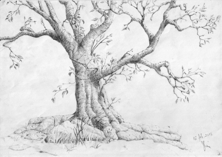 The Most Famous Tree Pencil Drawing for Beginners Pencil Drawing Of A Tree 1000+ Images About <B>How To Draw Realistic Photo