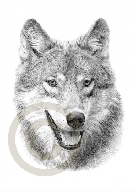 The Most Famous Wolf Pencil Art Simple Grey Wolf Pencil Drawing Print - Wolf Art - Artwork Signed By Artist Gary  Tymon - Ltd Ed 50 Prints - 2 Sizes - Watercolour Pencil Portrait Photos