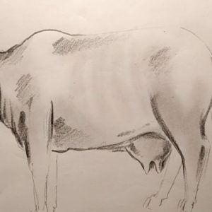 Cow Pencil Sketch