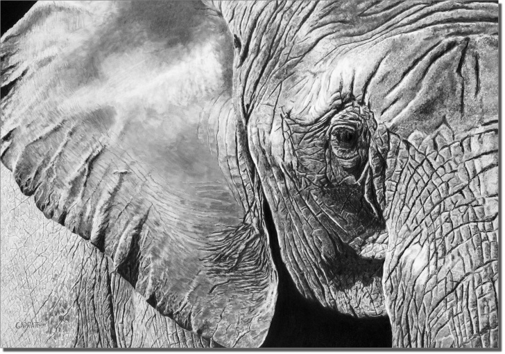 Top Elephant Pencil Art Techniques for Beginners The Matriarch - Elephant Drawing - Owen Garratt - Pencil Artist Pics