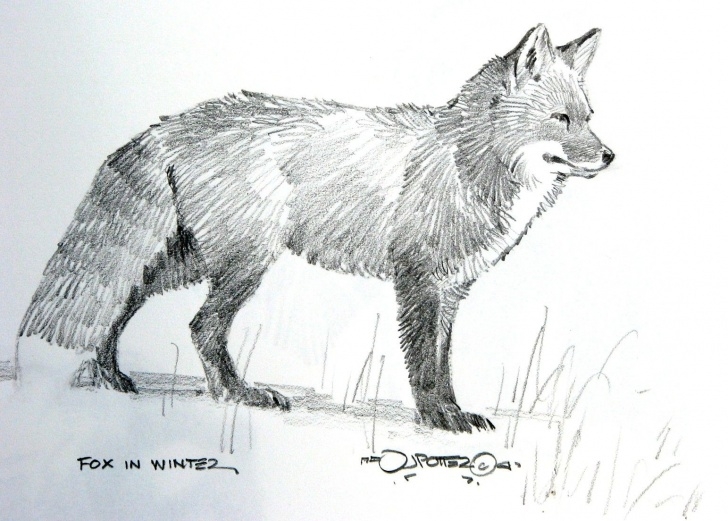 Top Fox Pencil Drawing for Beginners Draeing Grizzly Cubs | 17X14" Colored Pencil On Bristol Board | Fox Pictures
