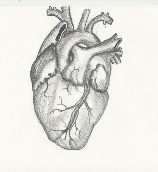 Top Human Heart Pencil Drawing for Beginners Heart Paintings Search Result At Paintingvalley Pic