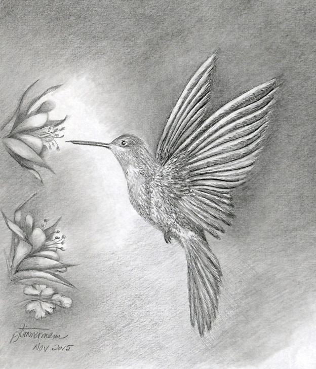 Top Hummingbird Drawings In Pencil Ideas Hummingbird Pencil Sketch At Paintingvalley | Explore Collection Picture
