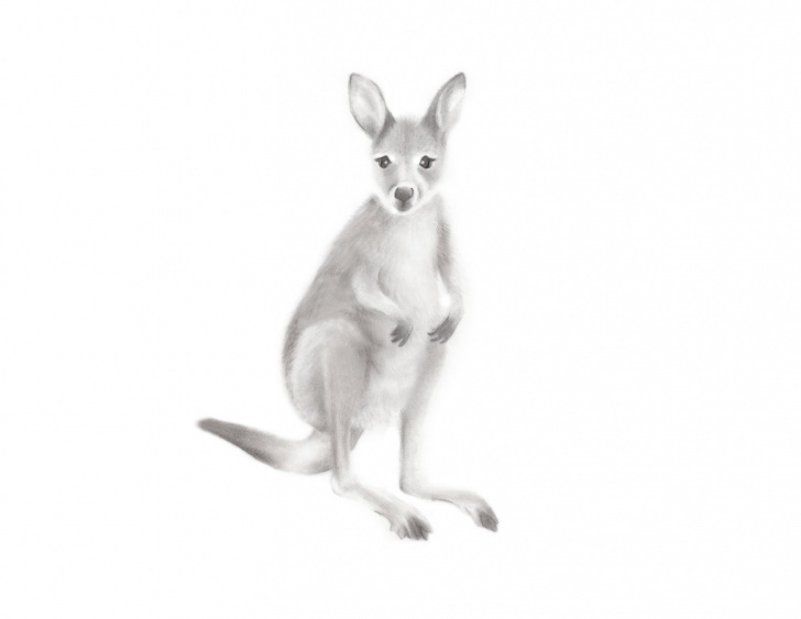 Top Kangaroo Pencil Drawing Tutorial Kangaroo Art, Australian Animal Print, Baby Kangaroo, Pencil Drawing, Nursery Art, Outback, Zoo Animal, Wallaby, Gender Neutral Baby, Kids Image