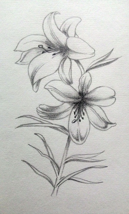 Top Lily Pencil Drawing for Beginners My Practice #lily #pencil #sketch #draw | Pencil Floral Sketch In Photo