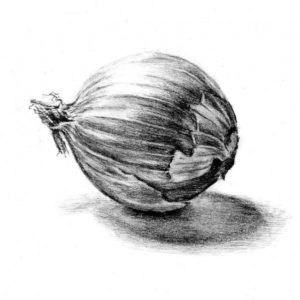 Onion Pencil Drawing