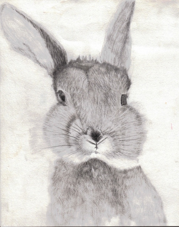 Top Rabbit Pencil Art Simple Bunny Rabbit Pencil Drawing 5In X 7 In Images