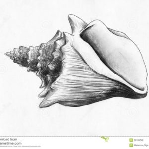 Seashell Pencil Drawing